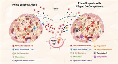 Means, Motive, and Opportunity: Do Non-Islet-Reactive Infiltrating T Cells Contribute to Autoimmunity in Type 1 Diabetes?